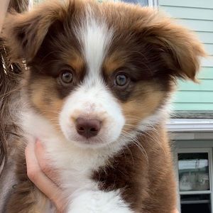 Meet your Posher, Kitty